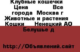 Клубные кошечки › Цена ­ 10 000 - Все города, Москва г. Животные и растения » Кошки   . Ненецкий АО,Белушье д.